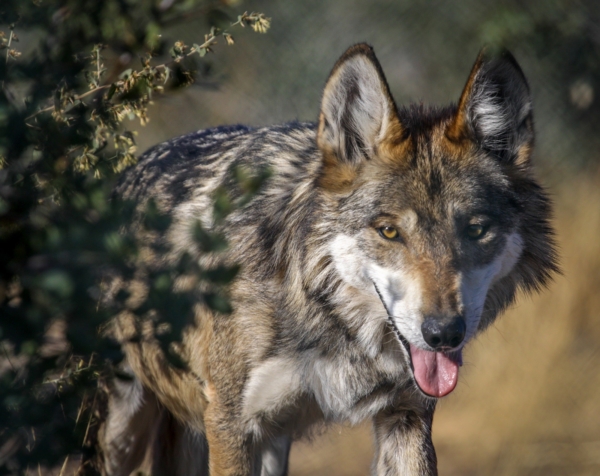 Grand Canyon Wolf Recovery Project