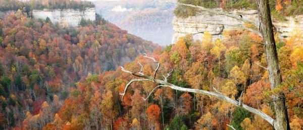 The Nature Conservancy in Tennessee