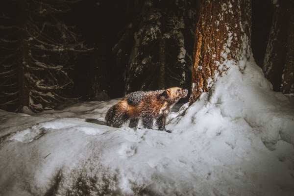 Cascades Wolverine Project