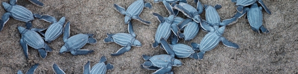 Turtle Island Restoration Network