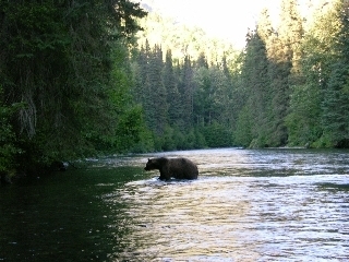 Grizzlyinriver_2