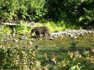 Grizzlyonshore