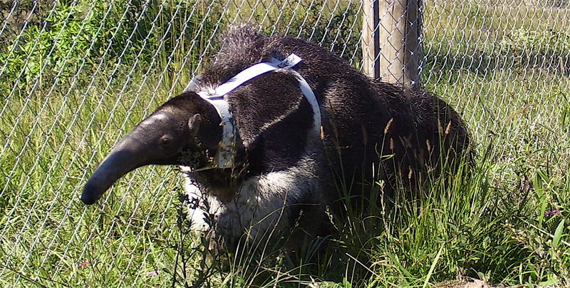 Patagonia_anteater_2