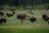 300 Wild Buffalo Are Saved in Yellowstone