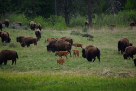 300 Wild Buffalo Are Saved in Yellowstone