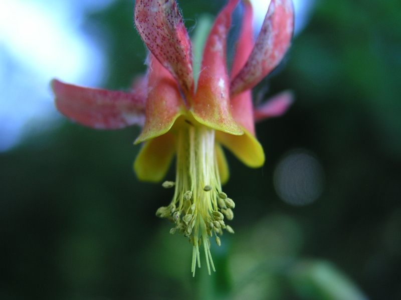 Columbine