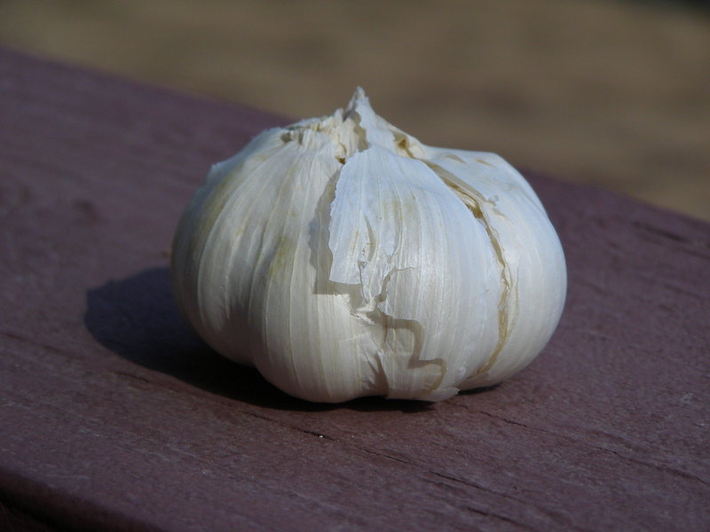 Garlic_3