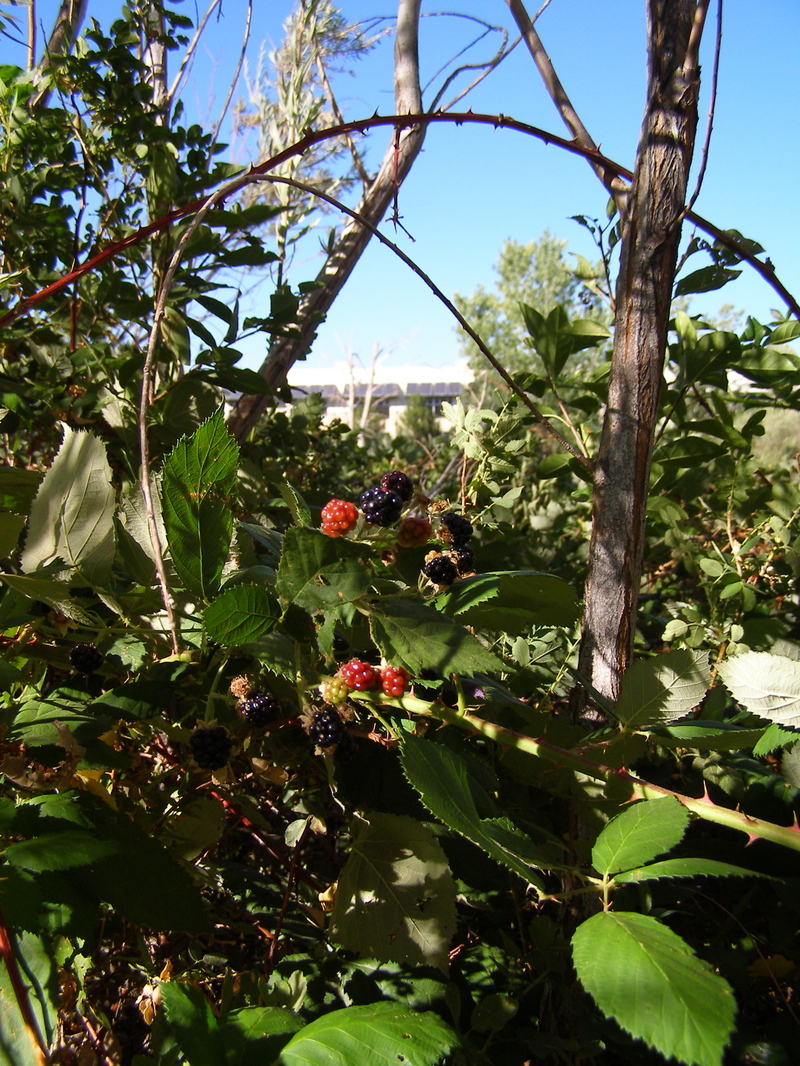 Workberries