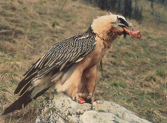 Bearded_vulture
