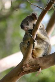 Koala_2