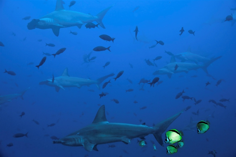 Cocos_resize_3_2