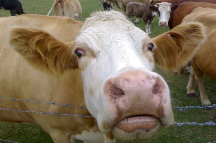 Cowface