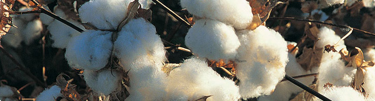 Cotton_2