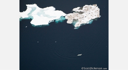 Polar Bears Swimming Amongst Melting Arctic Ice