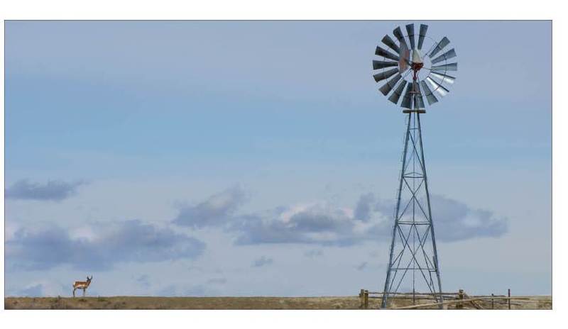 Pronghorn