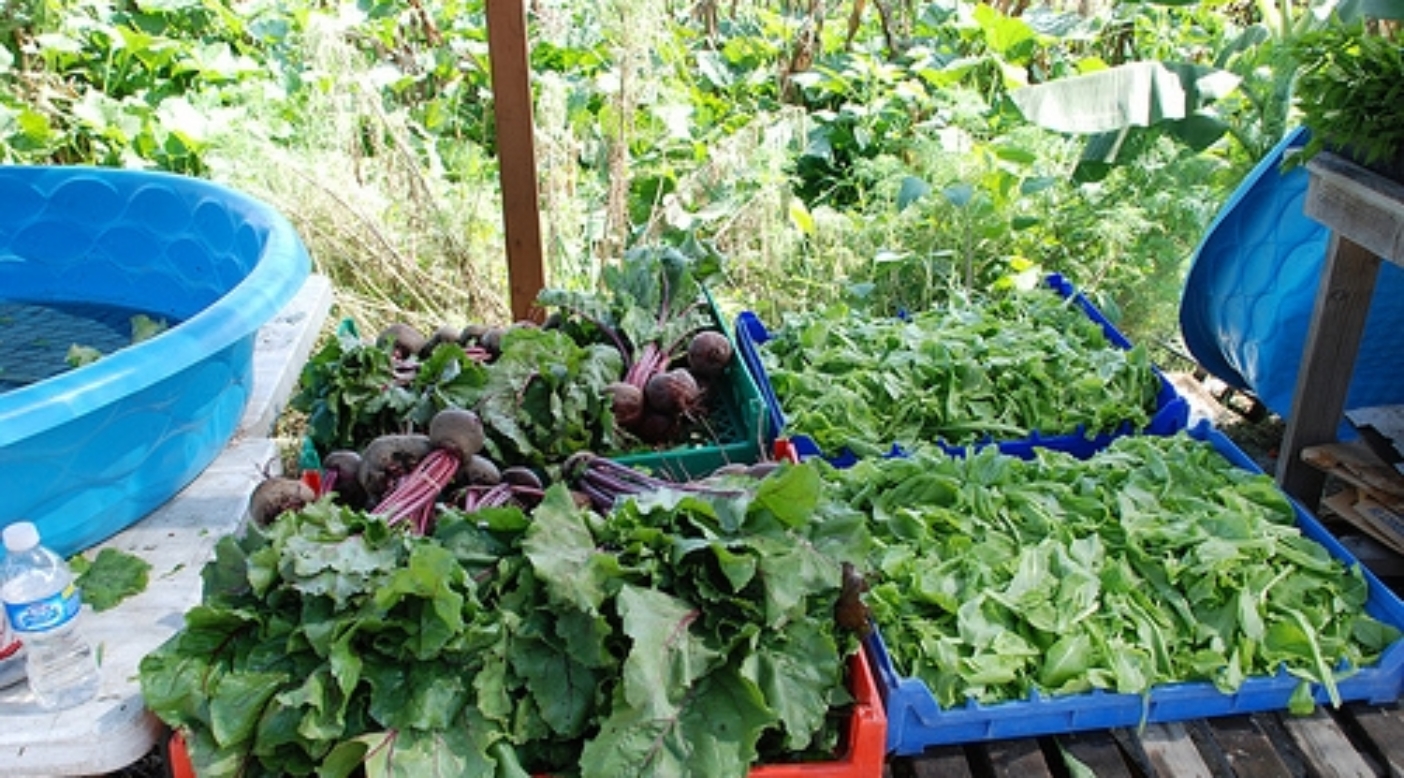 Product Testing – Hemp and SunTech Tame the Horrors of Okra