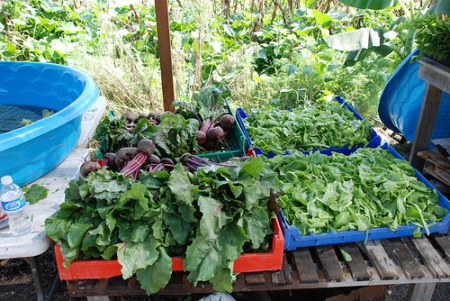 Product Testing: Hemp and SunTech Tame the Horrors of Okra