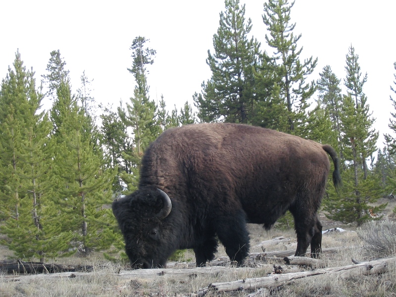 Where Wild Buffalo Battle Roam Patagonia