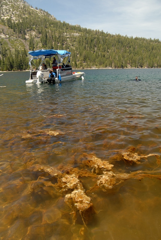 Algae boat