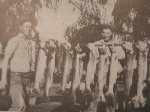 Ventura_steelhead_1920