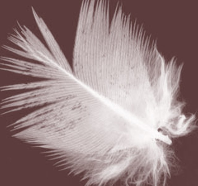 Feather