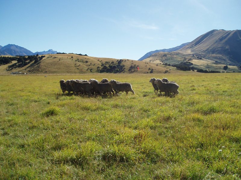 Dingleburn sheep