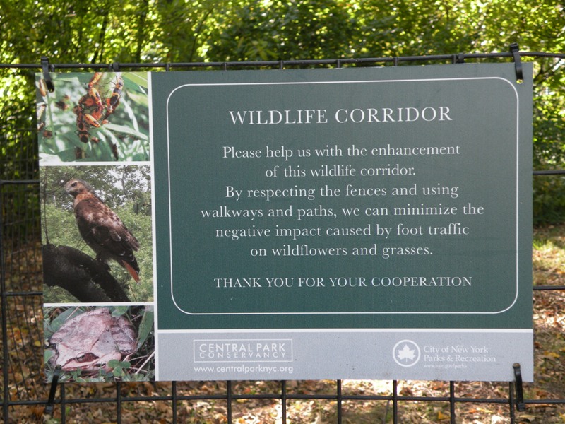 Backyard Corridors: What Wild Animals Live in Your Area? - Patagonia