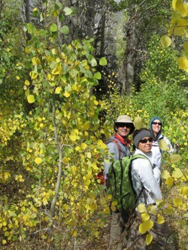 Aspens