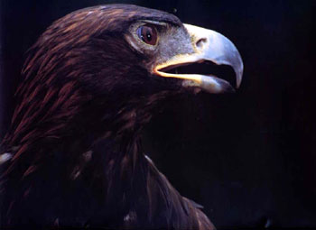 Goldeneagle