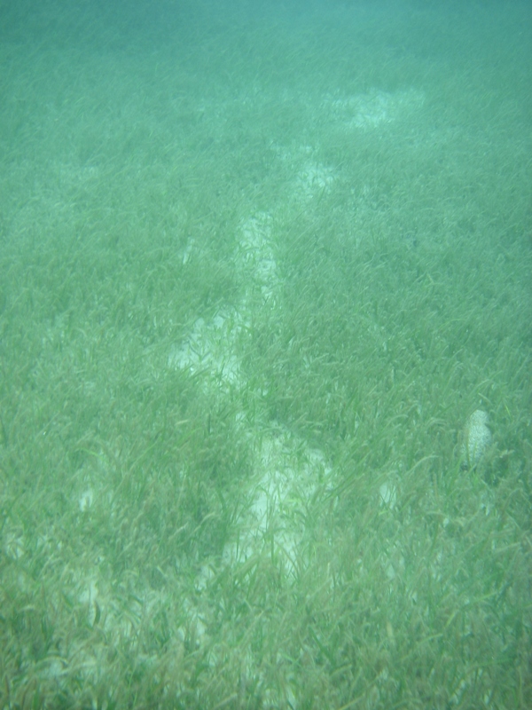 A very clear feeding trail in the seagrass beds