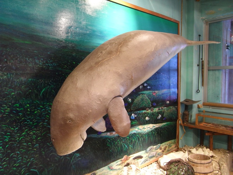 The stuffed dugong of one stranded at Kanna beach in 1973