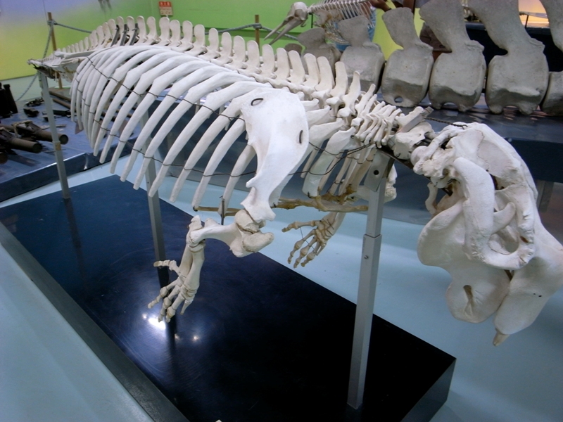 The skeleton bones of a dugong at Nago Museum in Okinawa