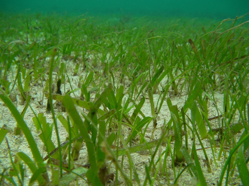 Very beautiful seagrass beds in Kayo