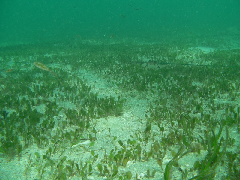 The rope and a feeding trail. You can see Halophila ovalis in the foreground