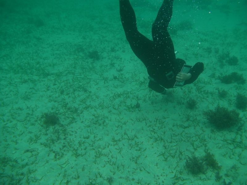 Identifying the type of seagrass