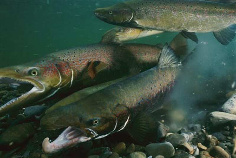 Atlantic Salmon