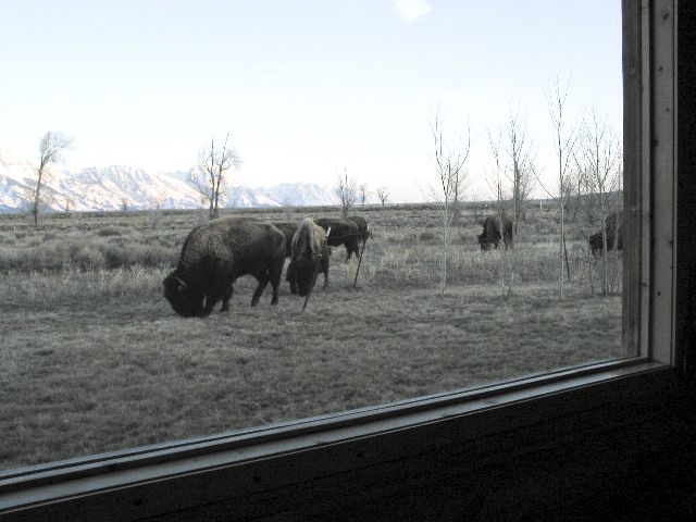 Buffalo_2