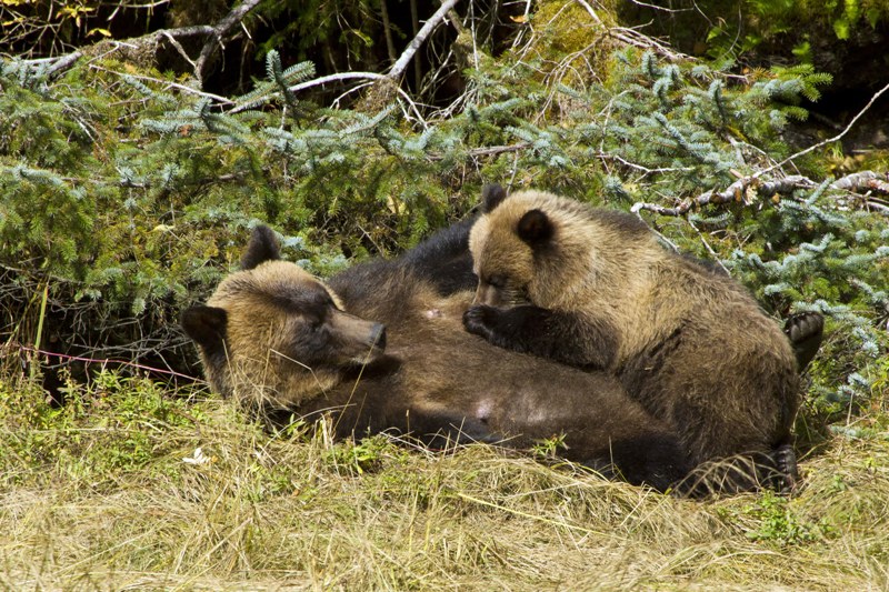 Grizzmom&cubLT