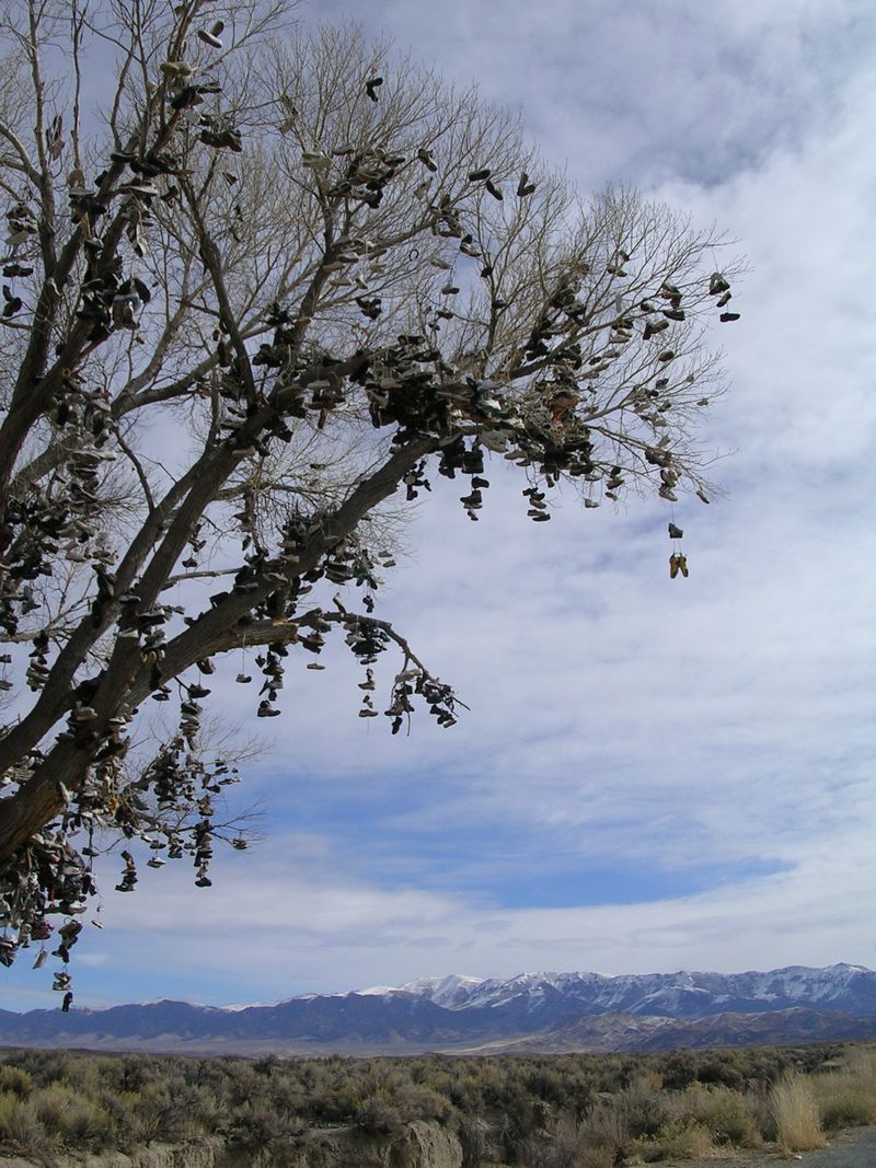 Shoe tree