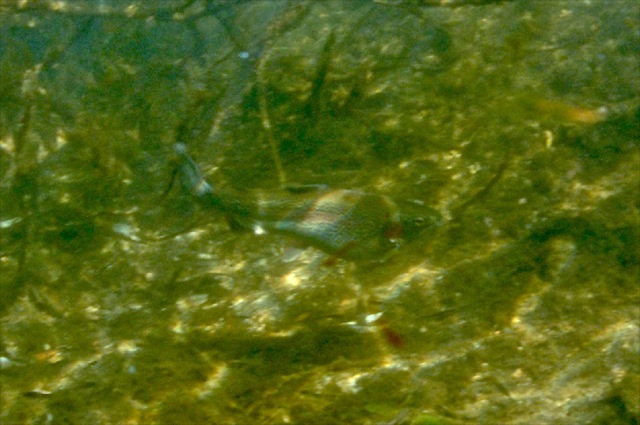 8 steelhead blur