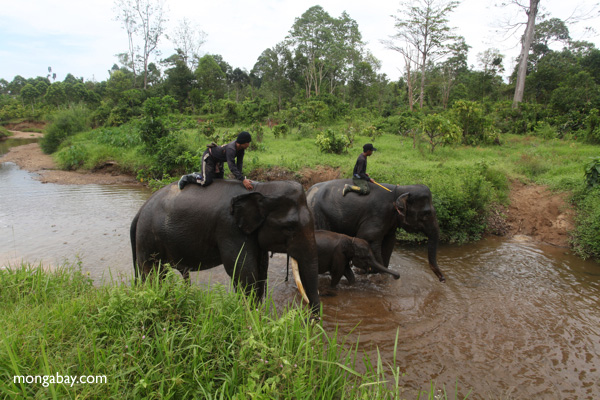 Elephant patrol