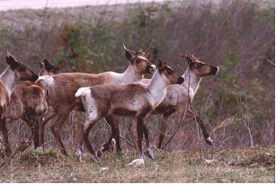 Caribou