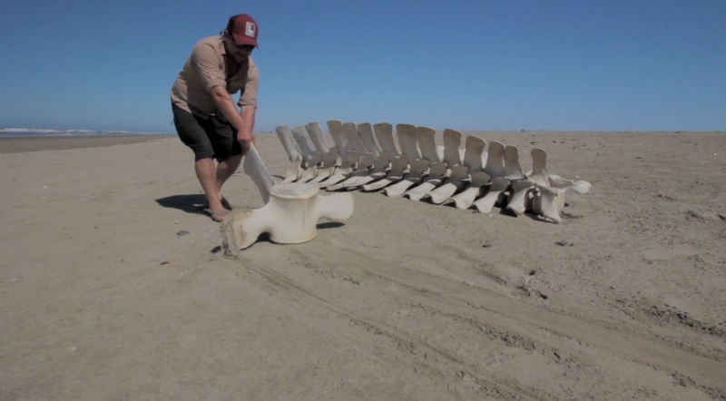 15_Whale Vertebra