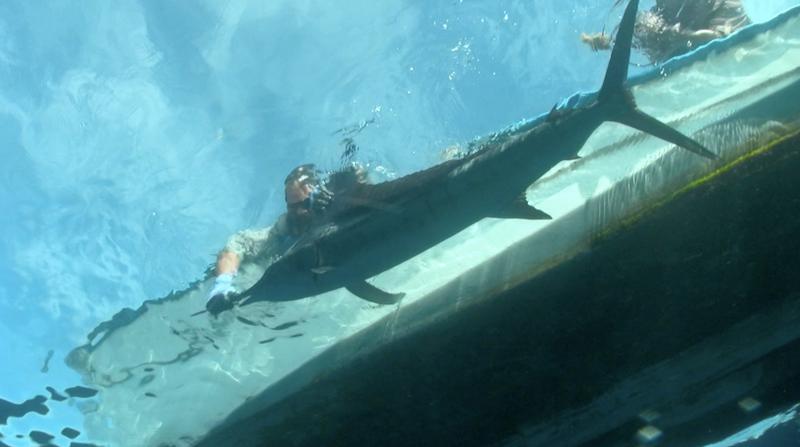 18_Marlin underwater