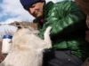 A dog jumps on the lap of a person wearing a green puffy jacket.