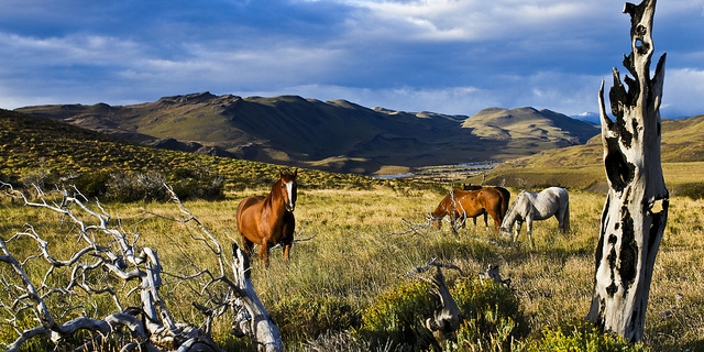 Wild Horses