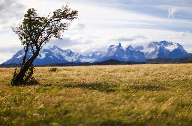 Lonely Tree