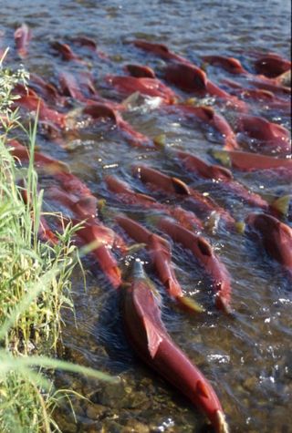 Salmon swimming