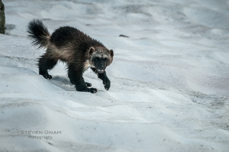 The Wolverine Way - Go Like Hell and Never Back Down - Patagonia Stories