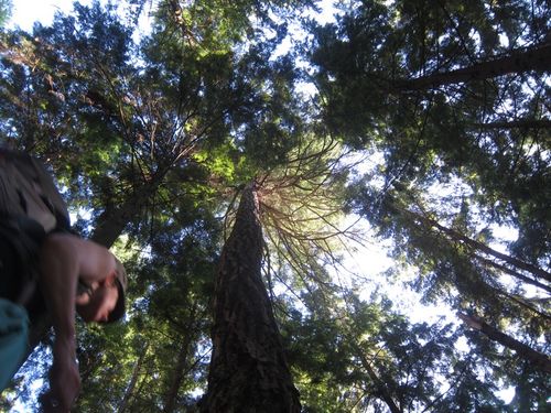 Kc - squamish trees IMG_5614